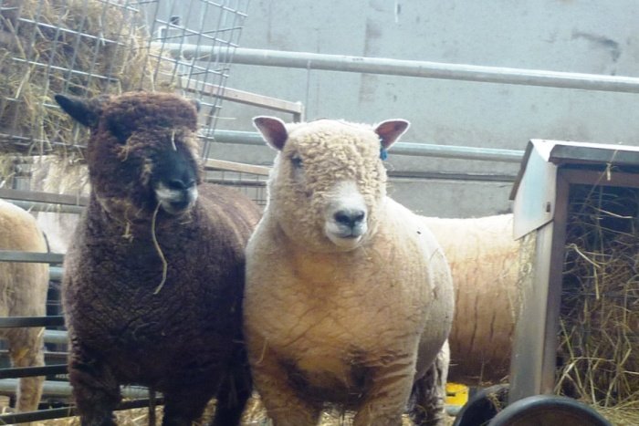 Shearling Ewes